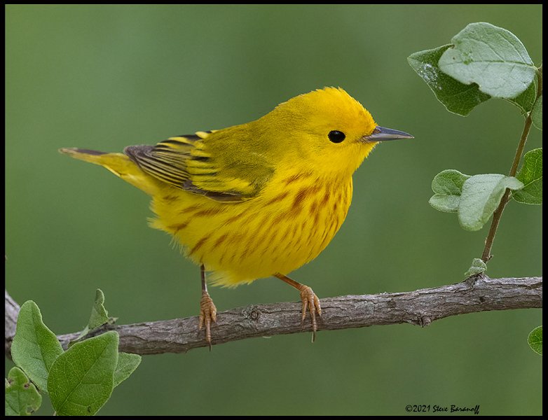 _B215797 yellow warbler.jpg